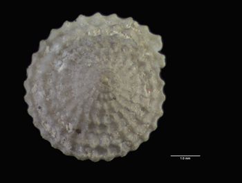 Media type: image; Malacology 7569